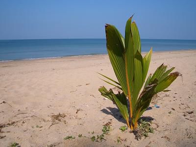 kleine Palme