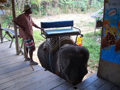 "Unser" Elefant, bitte aufsteigen