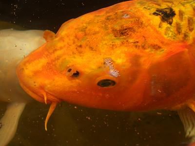Fisch bei einem weiteren Tempel.