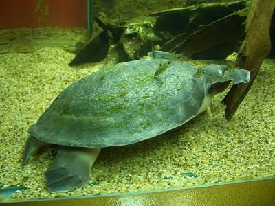Schildkröte