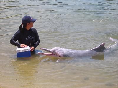 Dolphin Lagoon, Pink Dolphin