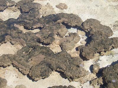 Stromatolithen bei Hamelin Pool