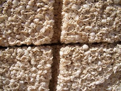 Mauer aus kleinen Muscheln