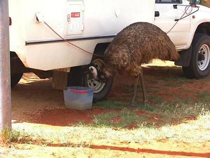 Emu beim trinken von Abwaschwasser, mmh?!?