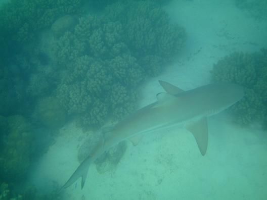 Hai bei der Turquoise Bay, Schnorchel Drift