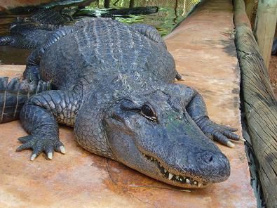 Krokodil Park – nein dies ist keine Plastikattrappe