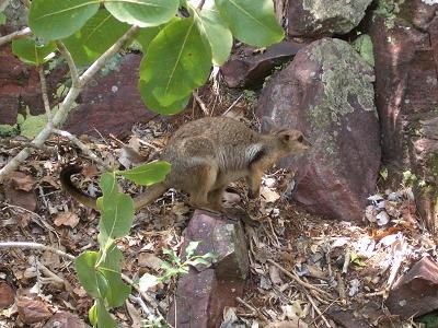 Rockwallaby