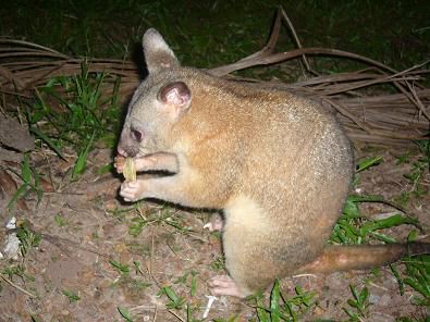 Possum – süss nicht?