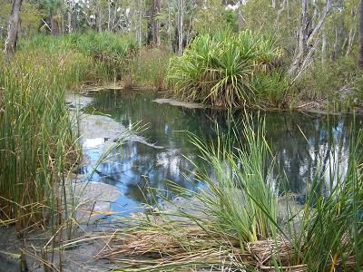 Die Bitter Springs im Elsey NP