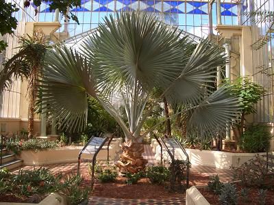 Spezielle Palmenart im botanischen Garten