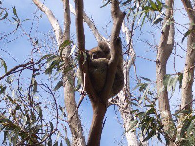 Koala Nummer 8!