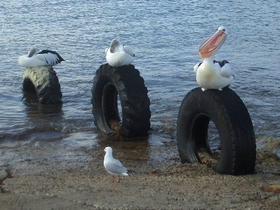 3 Pelikane und eine Seemöwe