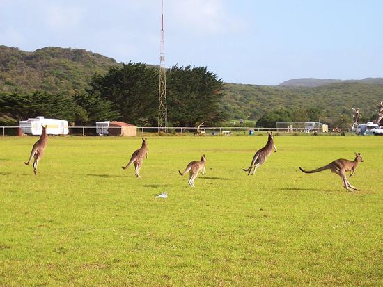 Die hüpfenden Grossen