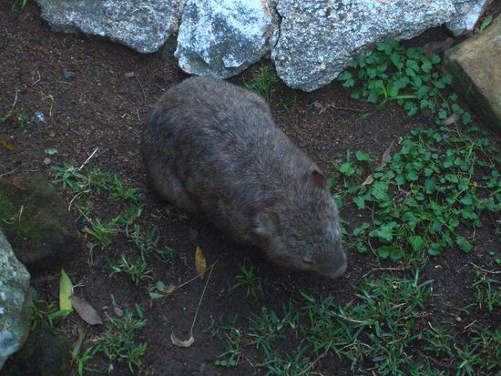 Wombat