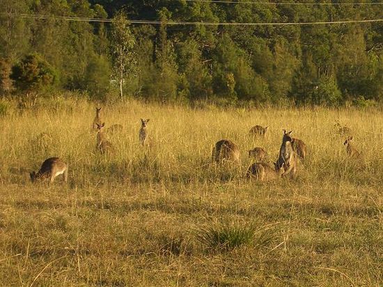 Wilde Kängurus unterwegs