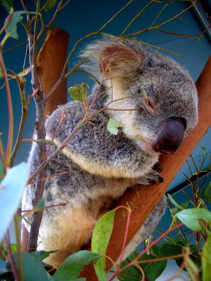 Koala Nr. 41