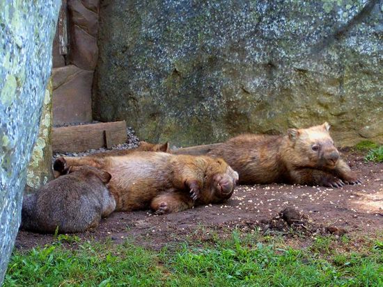 Faule Wombats
