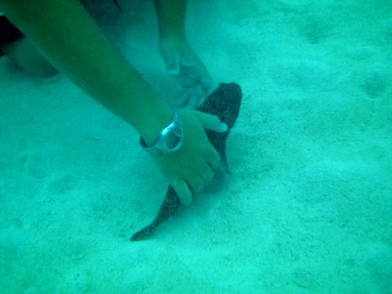 Spielfreudiger Fisch