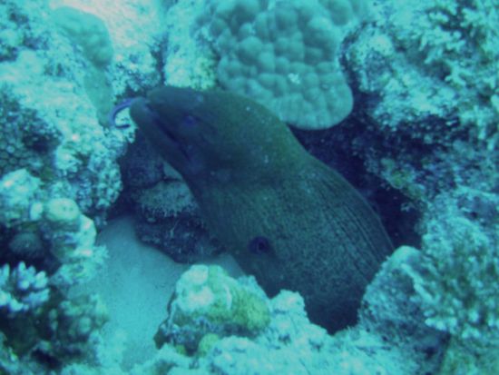 Moräne, same same, but different