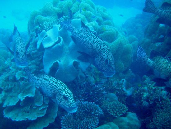 Süsslippenfische (oder so ähnlich)