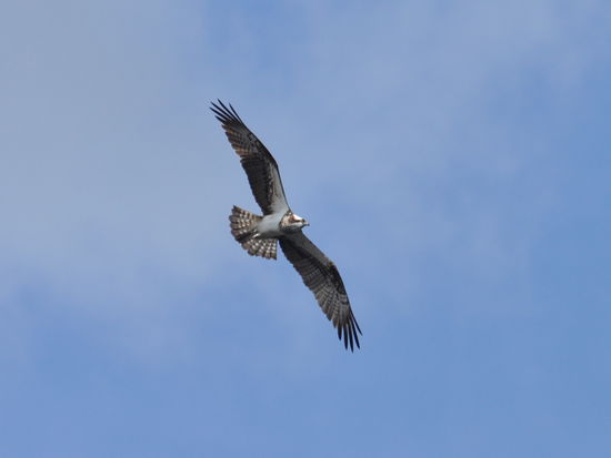 Sea-Eagle