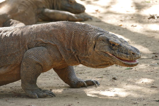 Komodo Waran auf Rinca Island