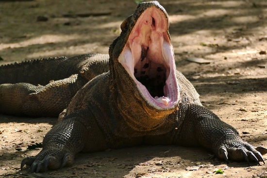 Ein Biss dieser Riesenechsen ist tödlich