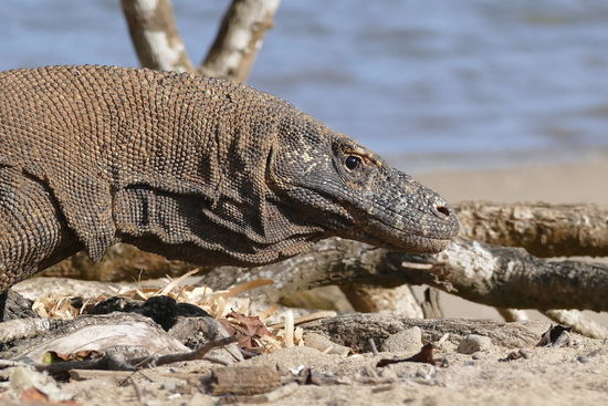 Waran am Strand vom Komodo