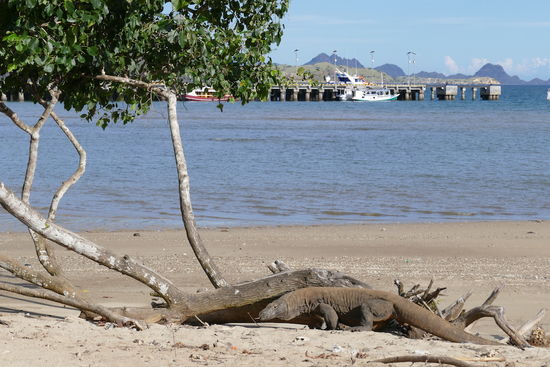 Komodo Island