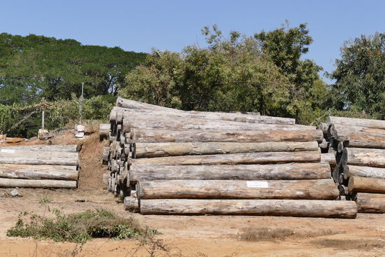 Riesige Mengen an Teakholz entlang der Straße