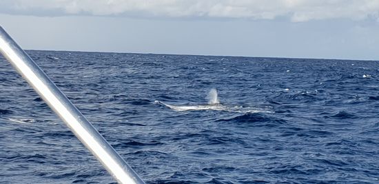 Schwer auf's Bild zu bekommen