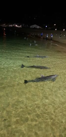 Anstehen zur Fütterung