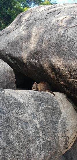 Rock Wallabie