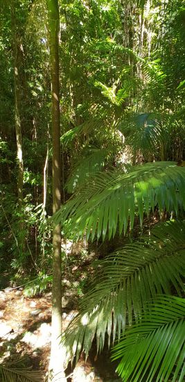 Daintree