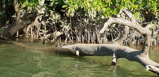 Babykrokodil 3 Jahre alt