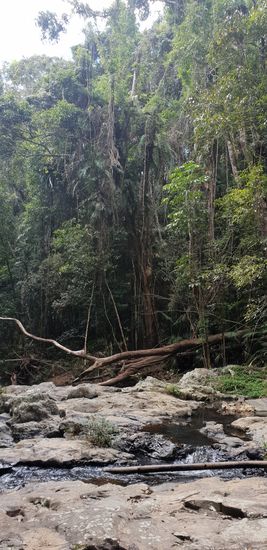 Wandern in Kuranda