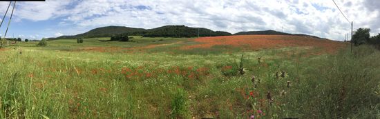 …Mohn in voller Blüte…