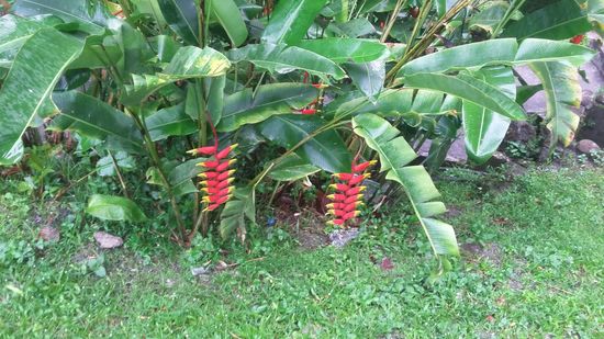 diese Pflanzenpracht