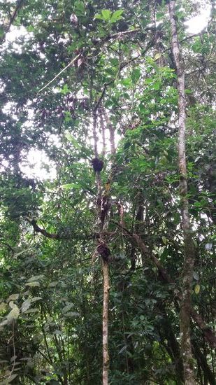 Aufsitzpflanzen im tropischen Regenwald