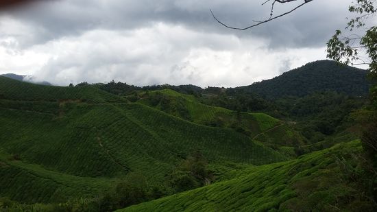 Teeplantage von BOH Tea