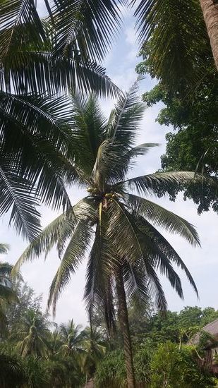 überall wächst meine Lieblingsfrucht und fällt auch schon mal runter