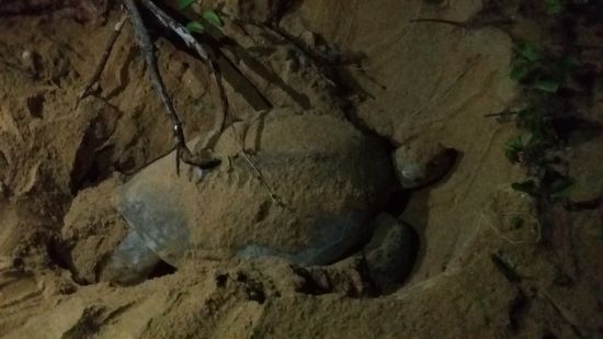 Schildkröte bei der Arbeit