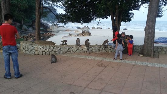 Makaken mit entfernten Verwandten