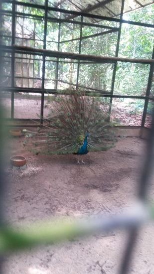 der Pfau schlägt sein Rad