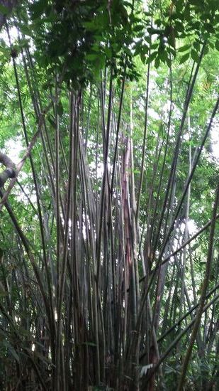 großer Bambus