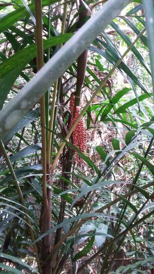 Früchte einer Palme