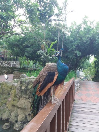 nicht frisch bemalter Pfau