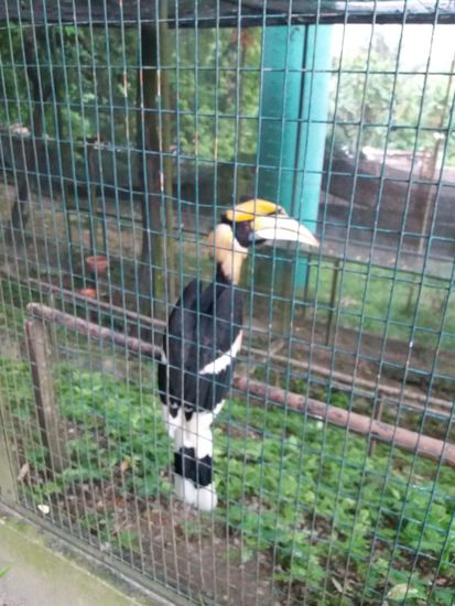 großer Nashornvögel  (vor drei Wochen noch wild gesehen)