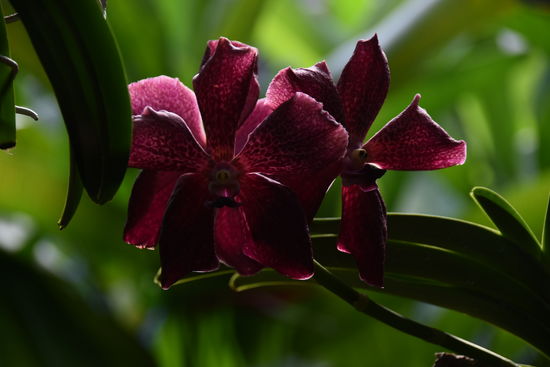 noch eine schöne Orchidee