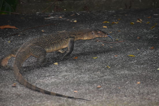 Rieseneidechse am Orchideengarten